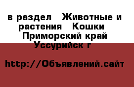  в раздел : Животные и растения » Кошки . Приморский край,Уссурийск г.